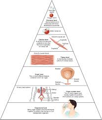 1 2 Structural Organization Of The Human Body Anatomy