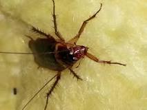 Image result for can palmetto bugs bite you