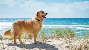 dog friendly als charleston coast