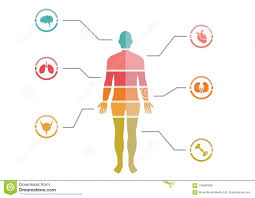 Colorful Human Body Chart Stock Illustration Illustration