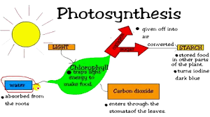 Pengertian fotosintesis dan proses fotosintesis. Fotosintesis Pengertian Proses Faktor Fungsi Hasil Reaksi