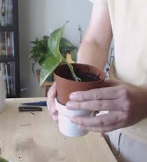 Get Started Container Gardening