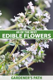 69 incredible edible flowers and how to