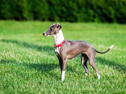 For full sized greyhounds and their owners! Italian Greyhound Allekleinehunderassen De