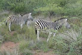 But where do zebras live? Several Zebras Located Throughout The Park Picture Of Pilanesberg Safaris And Tours Johannesburg Tripadvisor
