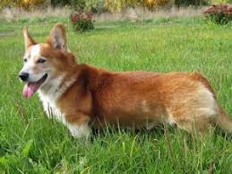 Quality pembroke welch corgis in texas for sale? 5 Best Corgi Rescues In Texas 2021 We Love Doodles