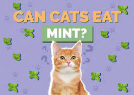 Can Cats Eat Mint Vet Reviewed