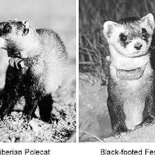 Belong to the weasel family, ferret and polecat are almost similar that it is hard to distinguish between the two. Adult Male Siberian Polecat Mustela Eversmanii Dauricus Translocated Download Scientific Diagram