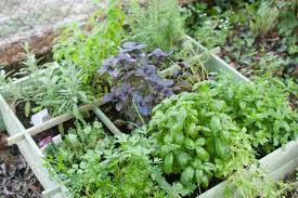 how to plant a herb garden planter box
