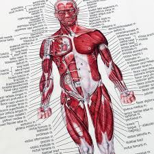 Muscle System Poster Silk Fabric Cloth Anatomy Chart Human