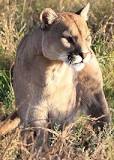 Puma - Jukani Wildlife Sanctuary, Plettenberg Bay, South Africa