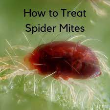 spider mite infestation