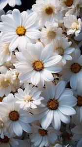 beautiful white calm flower aesthetics