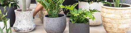 hardy plants for outdoor pots flower