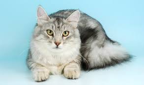 siberian cat breed information