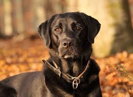 Get you puppy only from labrador breeders that will guarantee the health of their lab puppies. Labrador Retriever