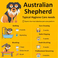 australian shepherd how to care for