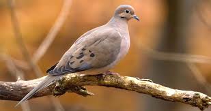 Mourning Dove Overview All About Birds