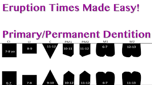 Tooth Eruption Sequence Primary Permanent Dentition