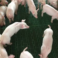 pig farm plastic slatted flooring