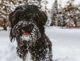 6 dog friendly places to snowshoe near
