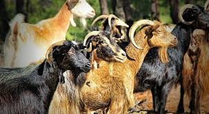 Goat Breeding Business 