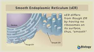 Proteins are assembled at organelles the endoplasmic reticulum can either be smooth or rough, and in general its function is to produce proteins for the rest of the cell to function. Smooth Endoplasmic Reticulum Definition And Examples Biology Online Dictionary