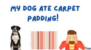 dog ate carpet padding is it toxic
