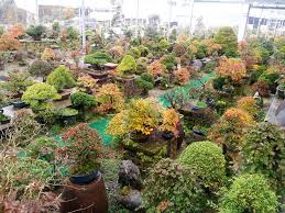 top 25 bonsai gardens in the world
