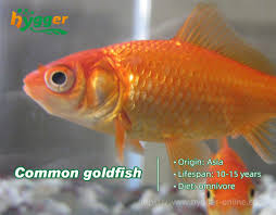 do you know how long do goldfish live