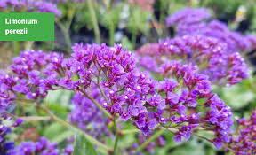 Our Top Purple Flowering Plants For