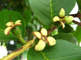 Guava | Diseases and Pests, Description, Uses, Propagation