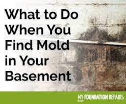 find mold growth in your basement