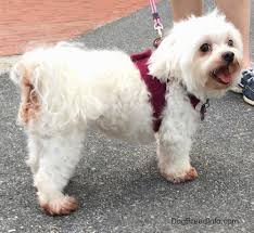 Maltese Dog Breed Information And Pictures