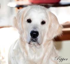 How much do golden retrievers cost? White Golden Retriever Puppies English Cream Akc Certified Holistic Breeder Nj Ny Pa Ct Ma Md De Ri Tx Ca Az Fl