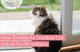 outdoor cat adjust to life indoors