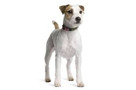 Parson Russell Terrier Dog Breed Information