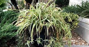 Growing Spider Plants Outside How To