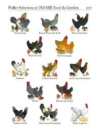 What Do You Need To Know About Getting Chickens How Can You