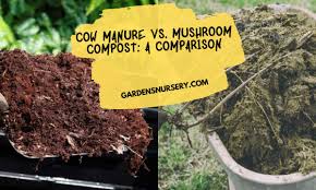 cow manure vs mushroom compost a