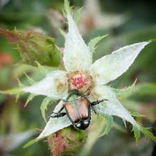 It is perfect for large gardens as it kills over 100. The Bug That Ate Omaha Plant Chomping Japanese Beetles Are Back Local Sports Omaha Com