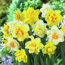 Get Narcissus Double Mixed Spring