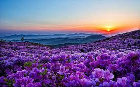 spring flowers rhododendrons sunset