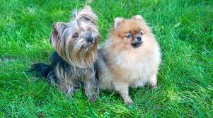 Pomeranian Vs Yorkshire Terrier Which Is The Better Family