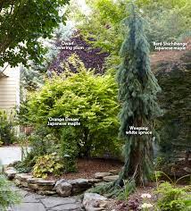 7 Ways To Use Conifers In The Garden