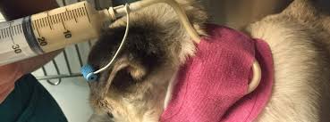 Your cat needs a feeding tube? Using A Feeding Tube Information For Veterinary Nurses Australian College Of Veterinary Nursing