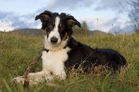 Puppy will come utd on shots ect, clean bill of health from. Border Collie Photo Border Collie Border Collie Herding Collie Border Collie