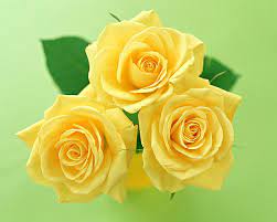 yellow rose flowers roses