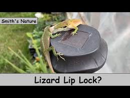 garden lizards lock lips is it a