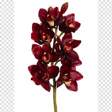 cut flowers maroon burgundy color